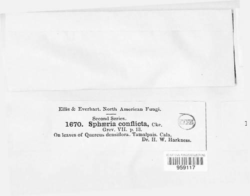 Sphaerulina conflicta image